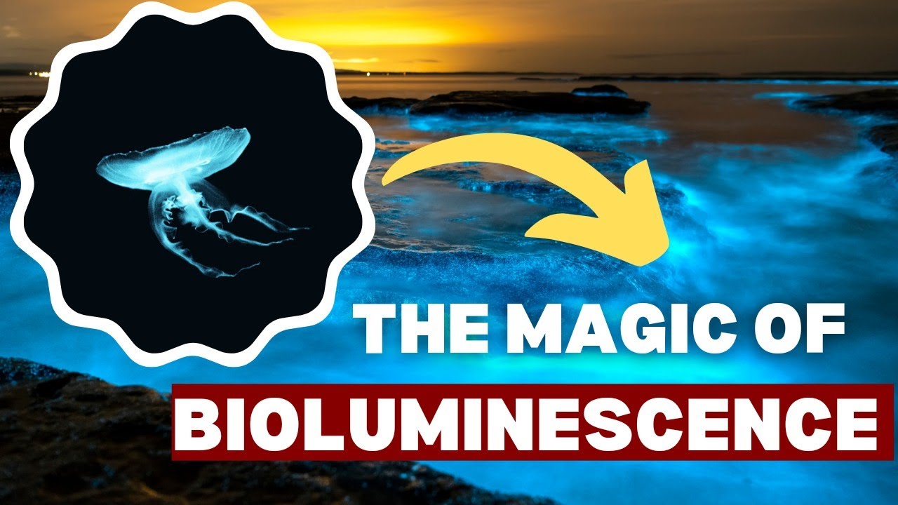 You Wont Believe The Science Behind Ocean Glow! YouTube