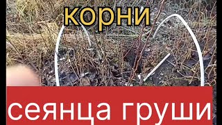 Как выглядят корни сеянца груши. Посадка саженца груши.