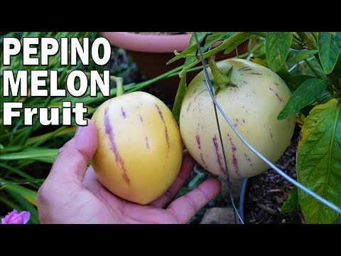 PEPINO MELON Fruit | Grow It & Taste Test