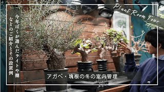 植物・ランタンなどのテーブル　アガベ　塊根植物 東京ミッドタウン初日🗼 塊根植物やアガベを全く知らない方々と