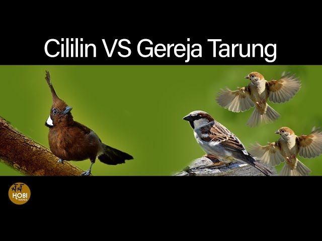 CIlilin VS Gereja Tarung class=