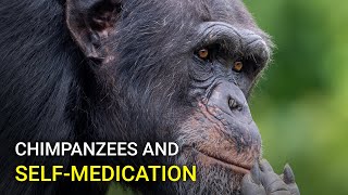 Chimpanzees Use Insects To Treat Their Wounds