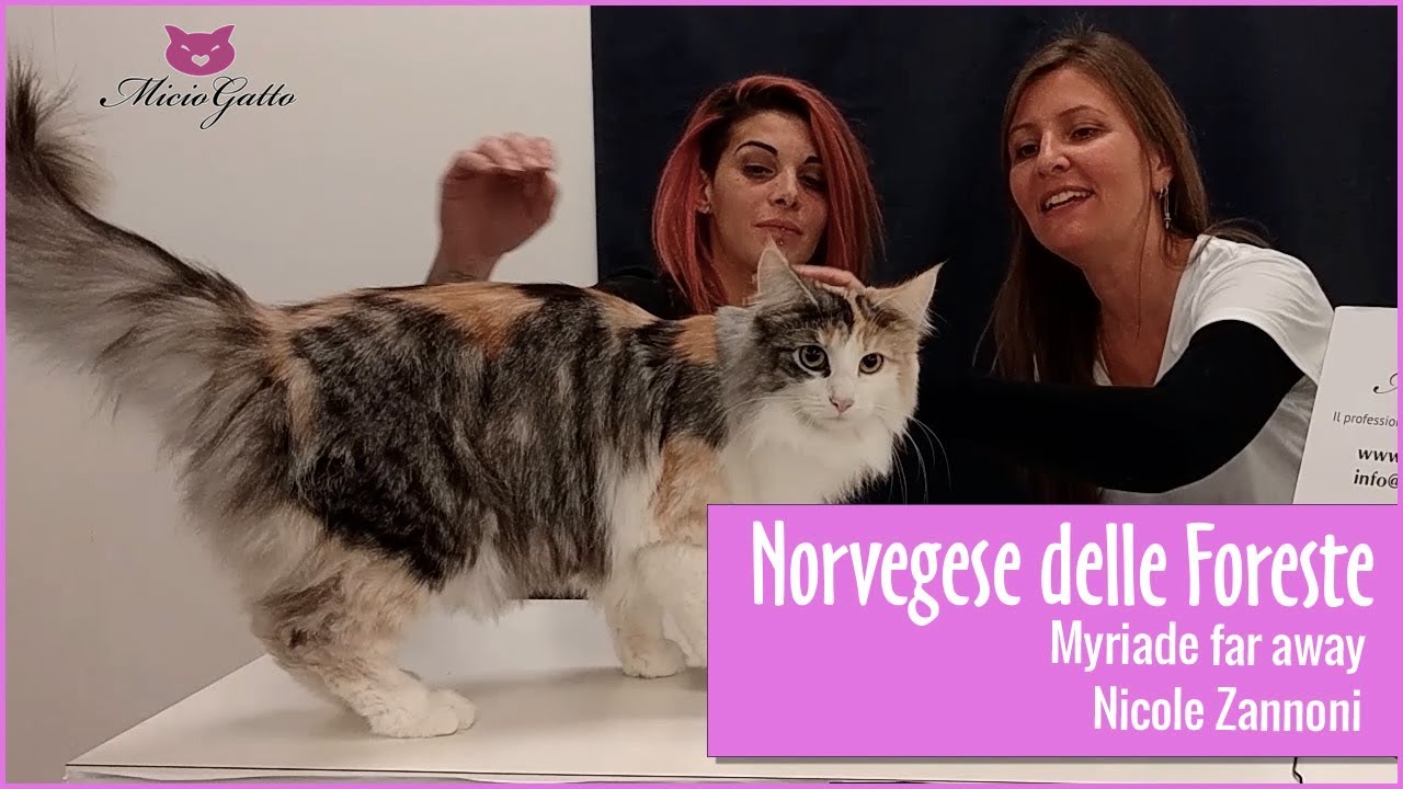 Gatto Norvegese Delle Foreste La Bellissima Myriade Youtube