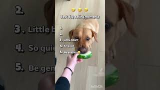 be gentle 😹 #funny #dogs #cute #fun #viral
