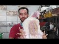 فرخه رومي ابيض حجمها معقول تسعه كيلو Orrf33 