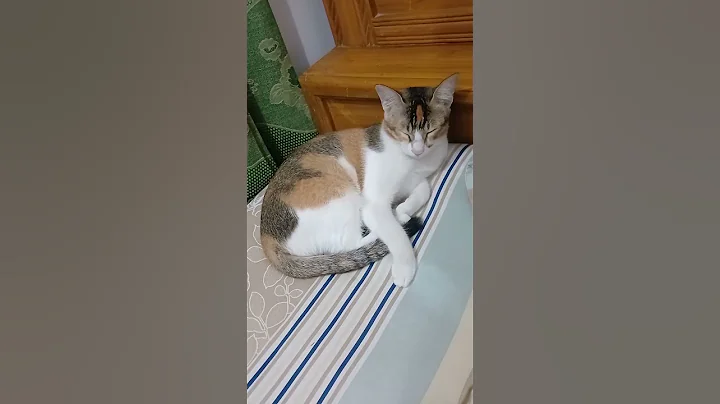 Video 11597171: cute catlover pets cats, cats pets catlover funny