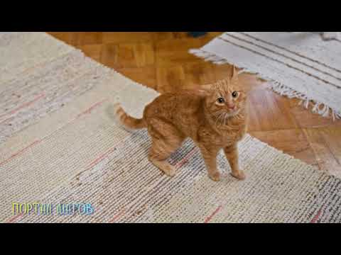 Примета о рыжем коте пришедшем в дом