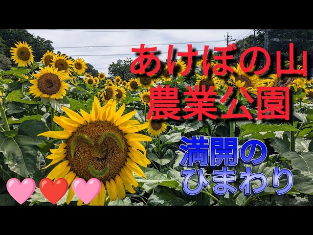 ひまわり❤ あけぼの山農業公園🌻8万本の🌻ひまわり🌻満開🌷蓮の花🌸恋が