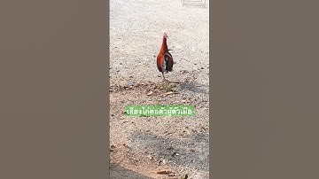 เสียงไก่ต่อตัวผู้ตัวเมีย #ไก่ป่า #เสียงไก่ป่า #ไก่ #chicken #roostercrowing #rooster