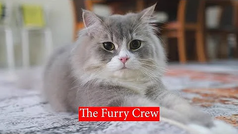 Video 7011621: british long hair cat, british long hair kitten, lovely british cat, british kitten playing, cutecat british, furry cat, cute kittens playing