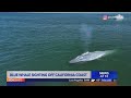 Rare blue whale spotted off Southern California coast