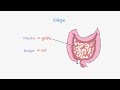 Syndrome occlusif