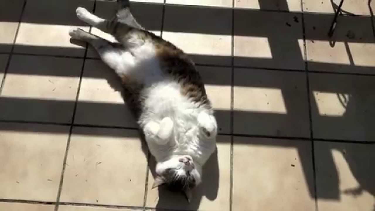 Funny Cat Le Chat Qui Bronze Youtube