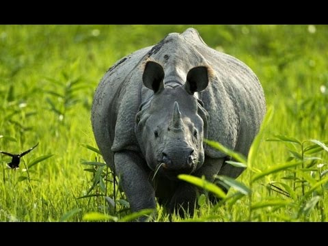 Индийский носорог - Indian Rhinoceros (Энциклопедия животных)