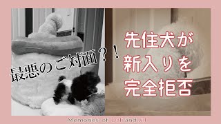 お迎えした仔犬と先住犬との対面。一番想像したくなかった結果になってしまいました《♯002》トイプードル　ダリジルチャンネル