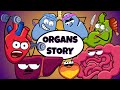 Daily Life Of Human Organs Organismo