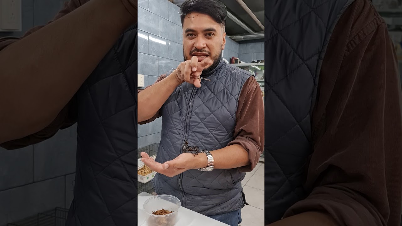 Escorpiones y su manipulación!!!