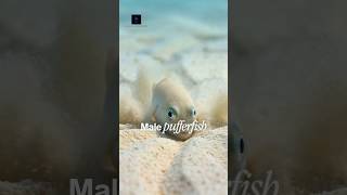 He spends days carving this. For love 🐡 #shorts #pufferfish #oddlysatisfying #ocean #facts