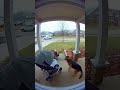 Orphan Baby Left On Porch Protected By German Shepherd #Shorts #YoutubeShorts #AnimalVideos #Animals