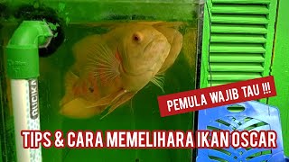 4 Tips & Cara Mudah Memelihara Ikan Oscar || Pemula Wajib Tau !!