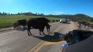 Day 11 - Wildlife Loop, Custer State Park, South Dakota.