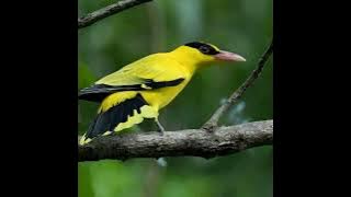 Tiếng Chim Vàng Anh Mồi Gọi Đàn - Chim Vàng Anh Hót @tiengchimhay9780