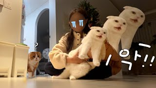 Why are the Cats Like This After Not Seeing Them for a Week? by 무지막지한 막무家네 38,288 views 3 months ago 4 minutes, 43 seconds