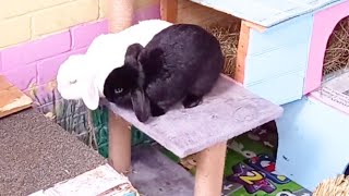 rabbits get a clean up