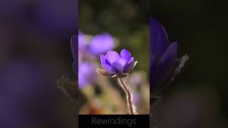 FLOWERS CAN DANCE!!! Amazing nature  Beautiful blooming flower time lapse   Rewinding