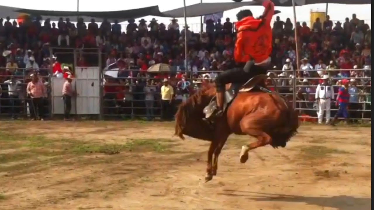 Caballo Rodeo CABALLOS EN RODEO - YouTube