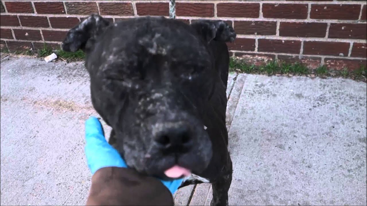Lucy - A1032640 - Brooklyn ACC camera iphone 8 plus apk