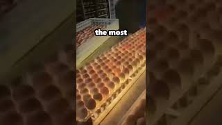 How To Spot Rotten Eggs Easily