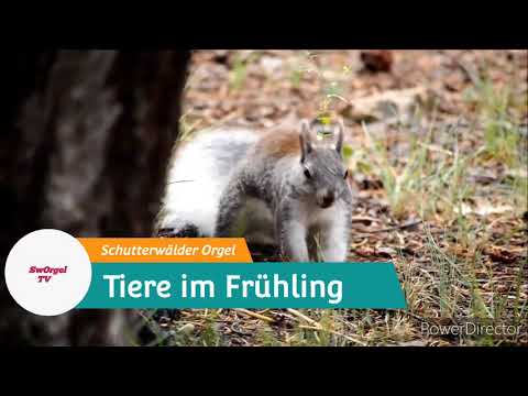 Video: Wie Tiere Den Frühling Begrüßen