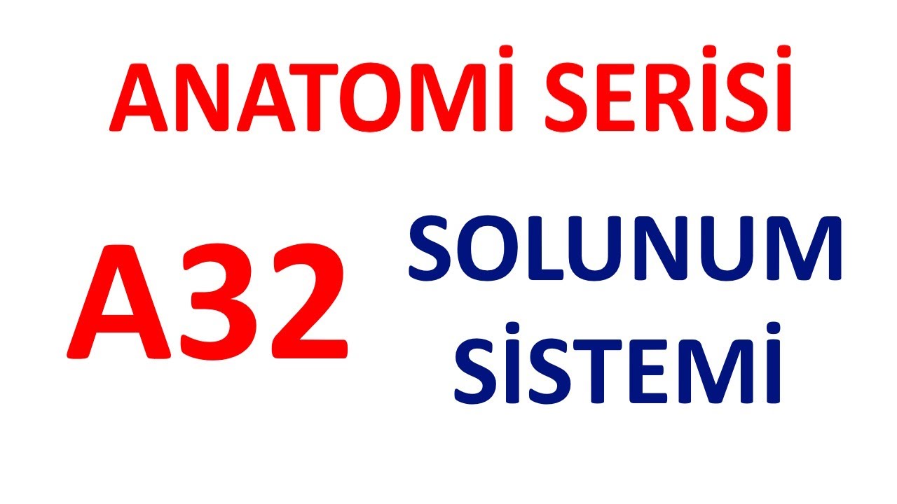 Solunum Sistemi A32 | Anatomi Serisi