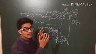 Anatomy of cockroach-amazing video to learn alimentary canal of cockroach.