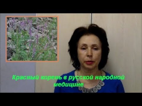 Красный корень в русской народной медицине