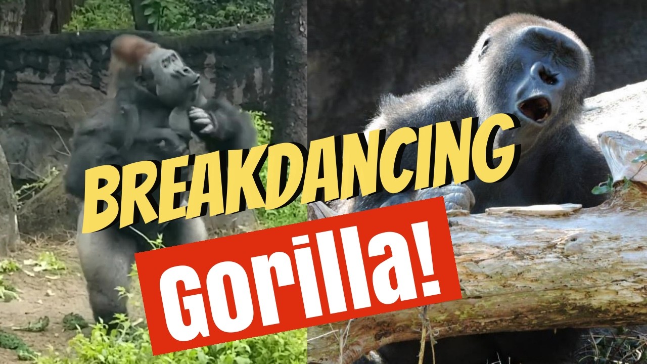 Zola the Breakdancing Gorilla: More Than Just a Viral Sensation