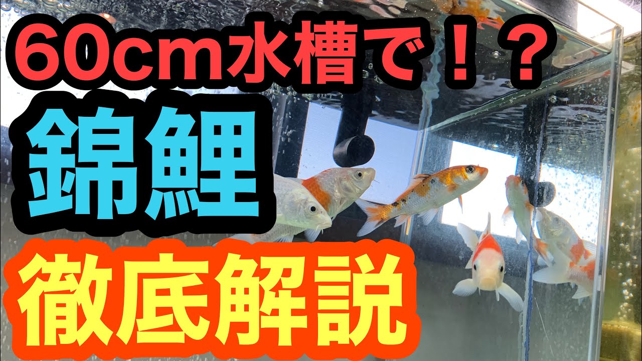 室内60cm水槽で錦鯉 いけるの 飼育設備徹底公開 Modern Koi Water Tank Youtube