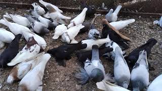:   ..9.05.2021.O'zbek kaptarlari.Uzbek pigeons