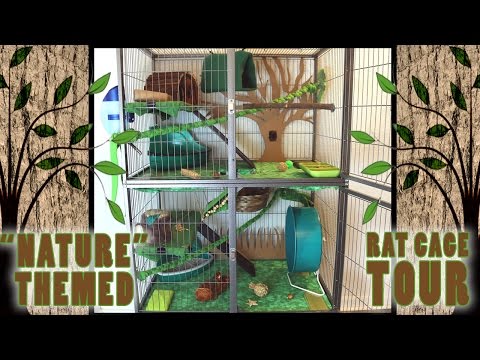 How Big Should A Rat Cage Be? Rat Cage Size Guide