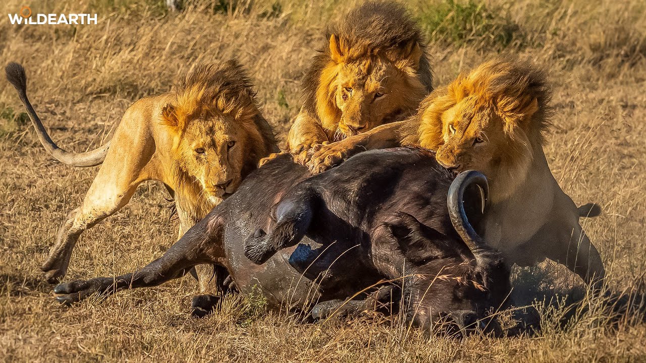 SafariLIVE Sunset - 18 September 2025