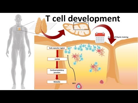 T cell development in the Thymus