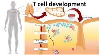 T cell development in the Thymus