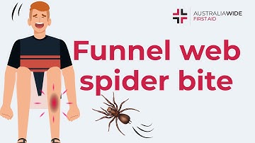 Funnel-Web Spider Bite First Aid: Step-by-Step Instructions
