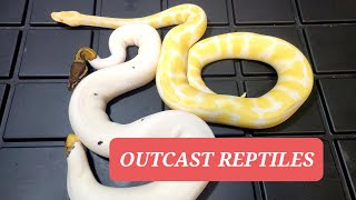 Reptile Room !  BEAUTIFUL  Snakes!  Albino, Super enchi Ball pythons,  boa constrictor!
