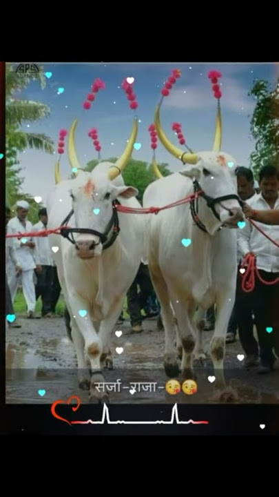 Dhavla bail mna nandi var raja|| new song || WhatsApp status||New status pola special|