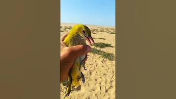 طائر الصفير 