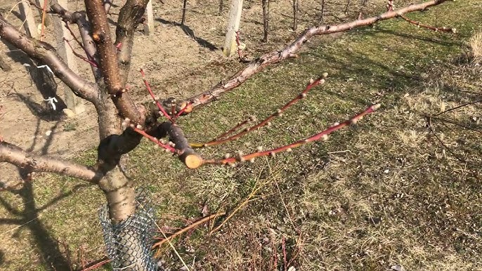 Strikani Broskvi () Strikani Broskvi