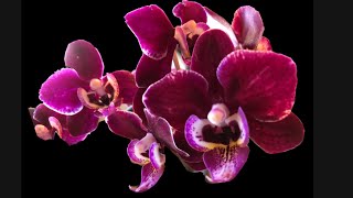 Phalaenopsis Orchid That Truly Amazed Me