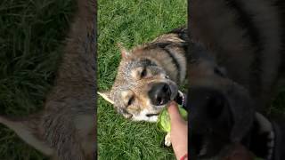 WOLFDOG playing with a ball  itslokithewolfdog